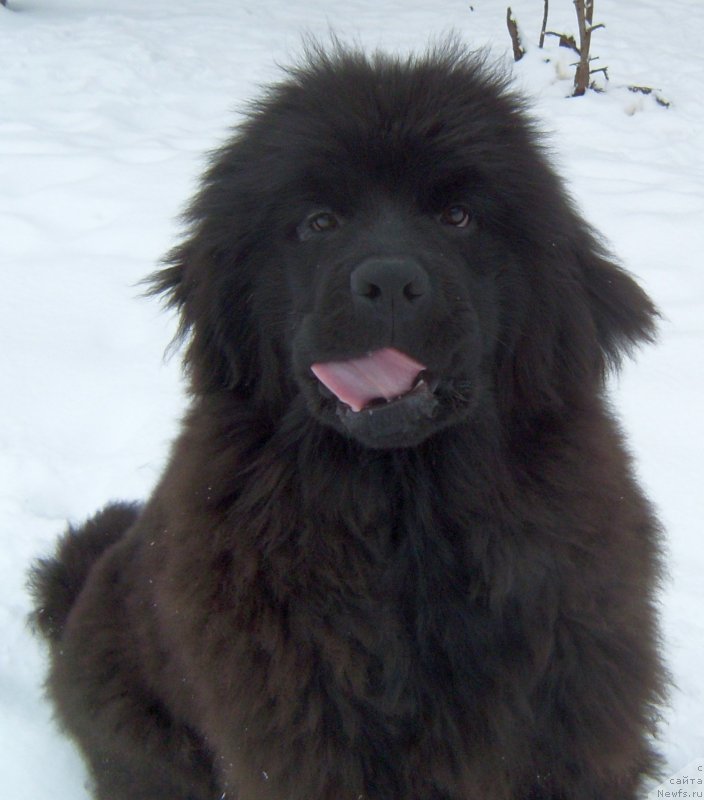 Фото: ньюфаундленд Al'fa Dar Oksa Zavinsenta (Альфа Дар Окса Завинсента)