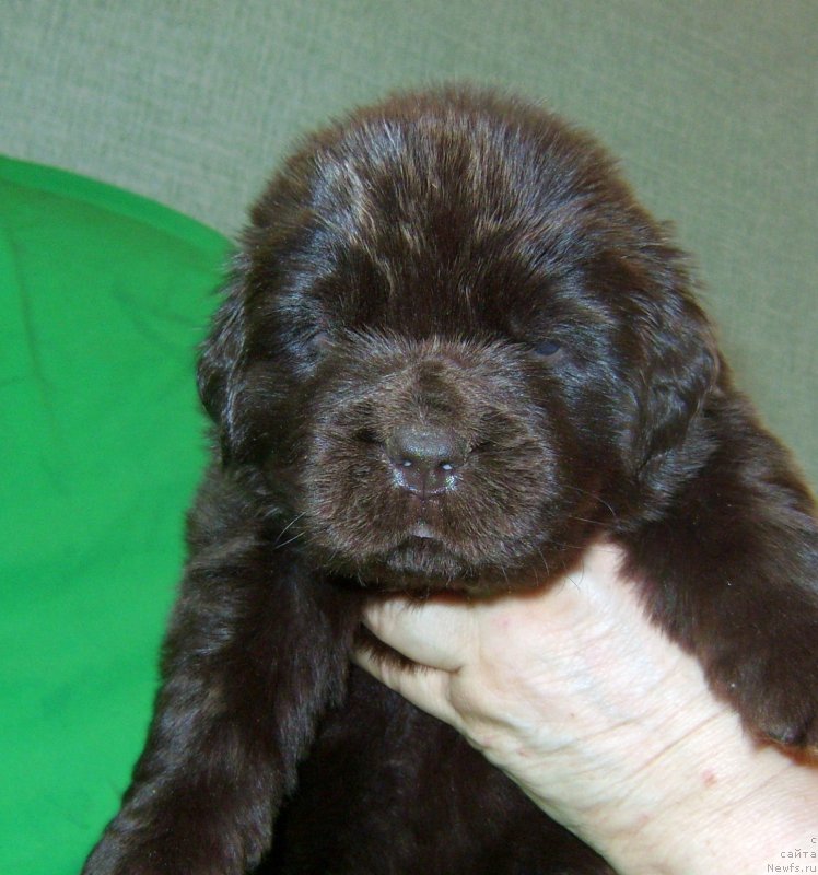 Фотография № 233555