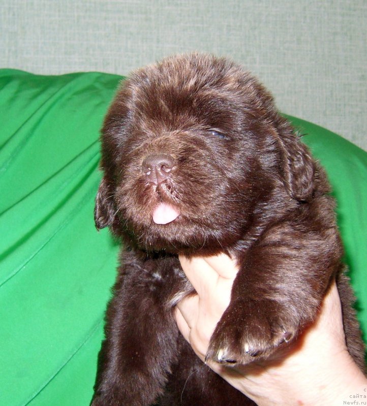 Фотография № 233558