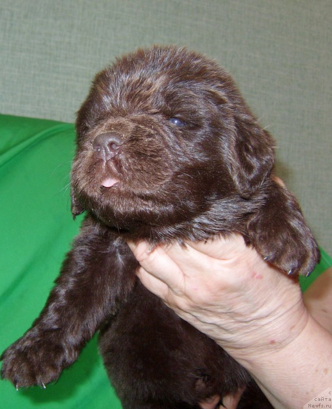 Фотография № 233560