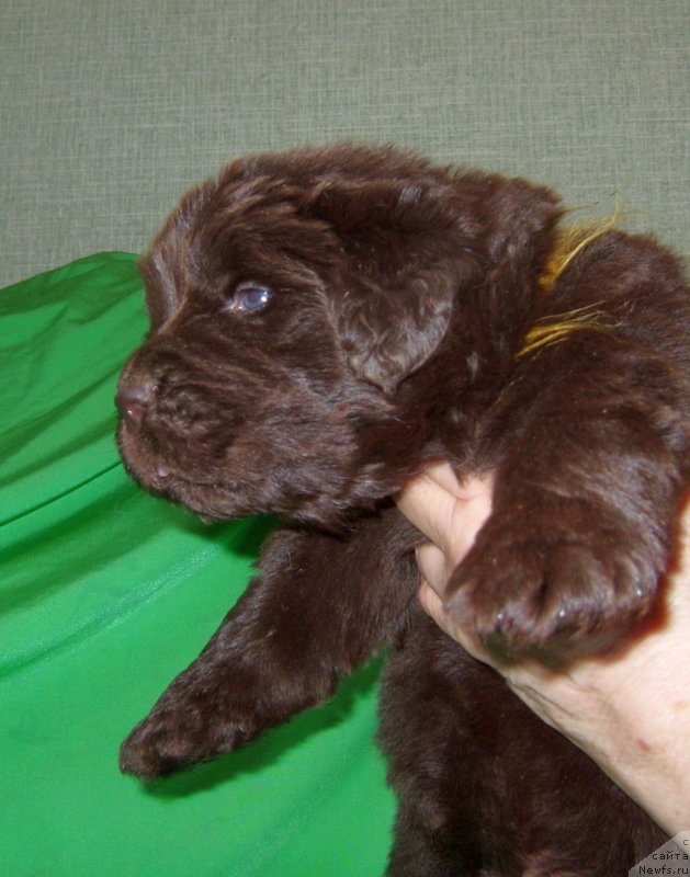 Фотография № 233561