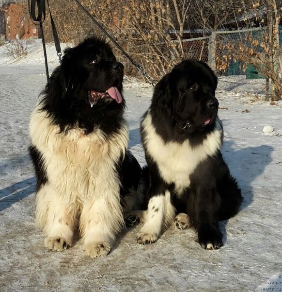 Фотография № 233566