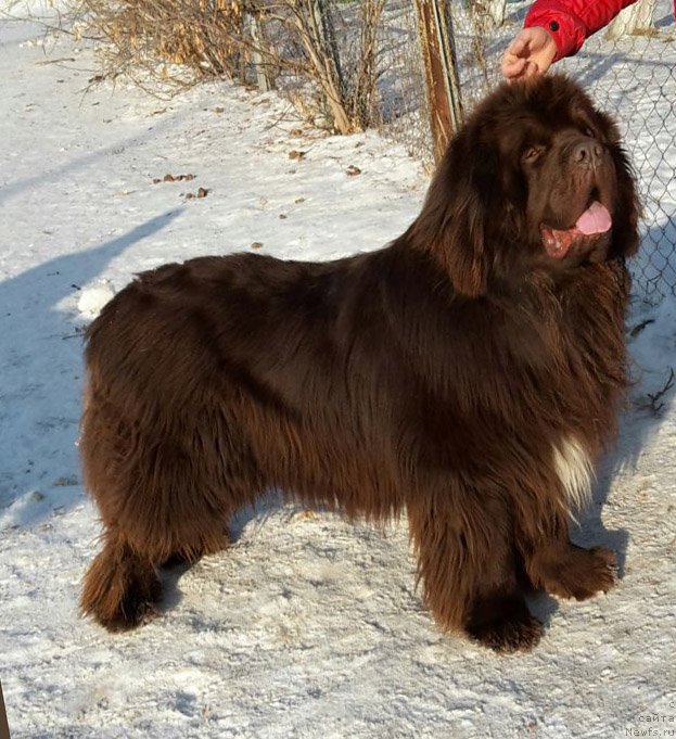 Фото: ньюфаундленд Super Bizon Otis Tobias (Супер Бизон Отис Тобиас)