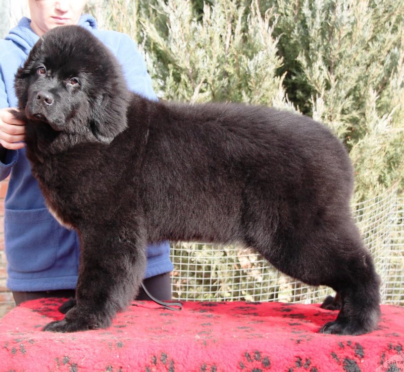 Фото: ньюфаундленд Jemchujina Kubani Koroleva Kubani (Жемчужина Кубани Королева Кубани)
