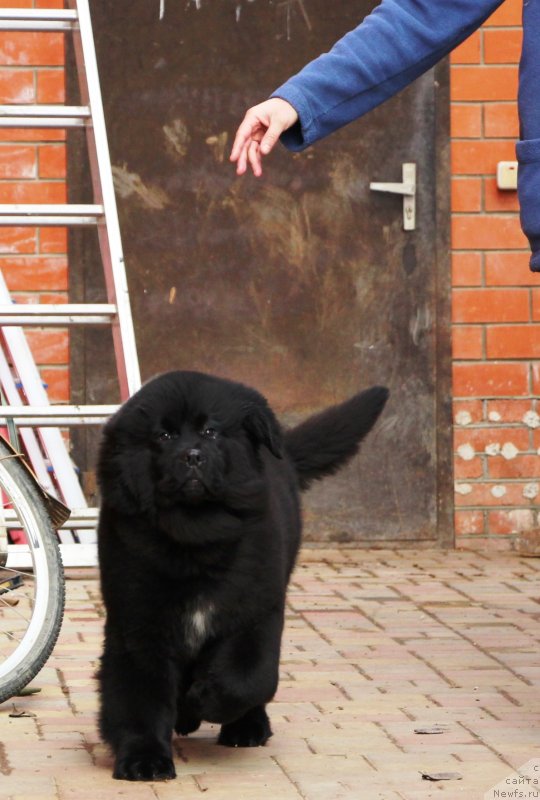 Фото: ньюфаундленд Jemchujina Kubani Koroleva Kubani (Жемчужина Кубани Королева Кубани)