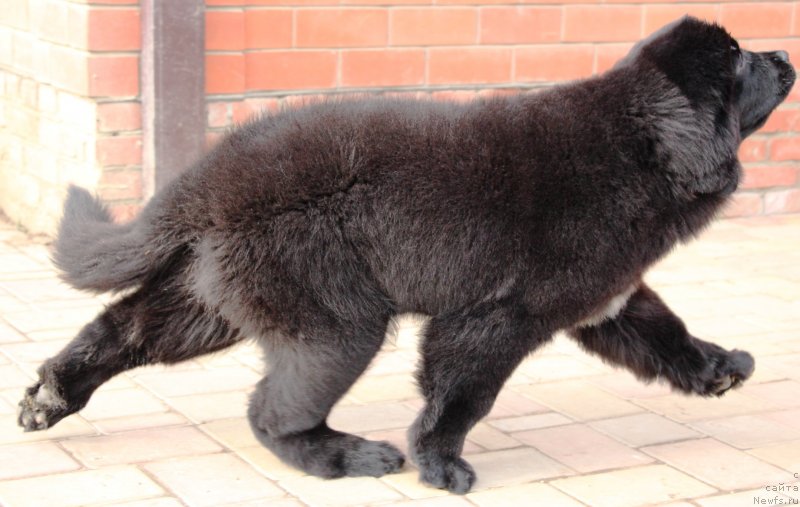 Фото: ньюфаундленд Jemchujina Kubani Koroleva Kubani (Жемчужина Кубани Королева Кубани)