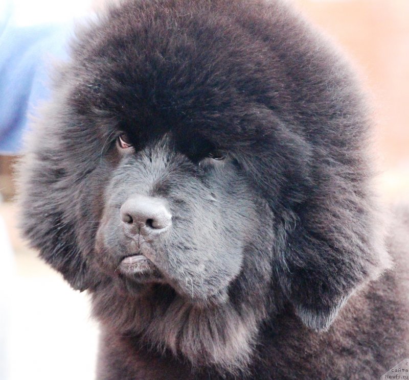 Фото: ньюфаундленд Jemchujina Kubani Koroleva Kubani (Жемчужина Кубани Королева Кубани)