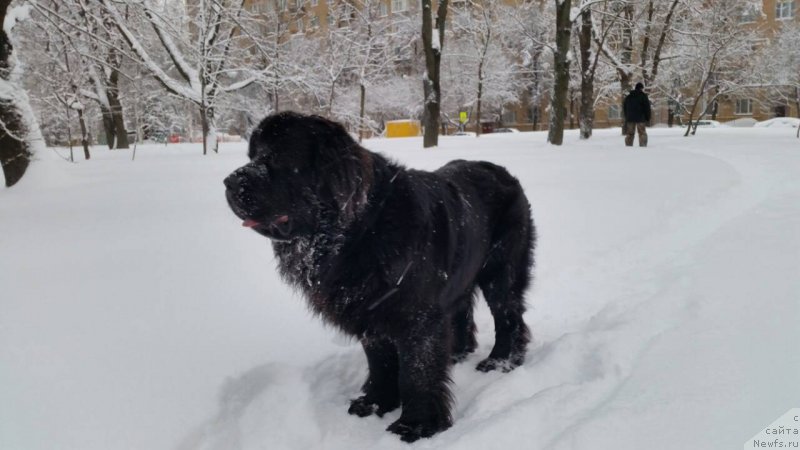 Фото: ньюфаундленд Poseydon iz Antagrada (Посейдон из Антаграда)