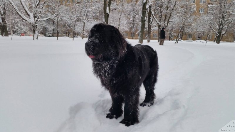 Фото: ньюфаундленд Poseydon iz Antagrada (Посейдон из Антаграда)