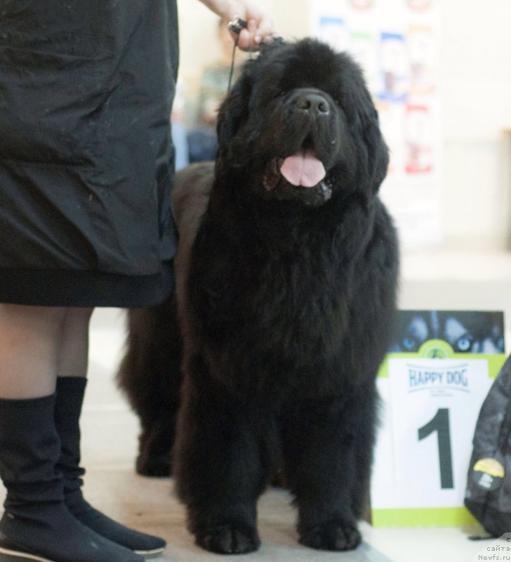 Фото: ньюфаундленд Raymond Best in Show