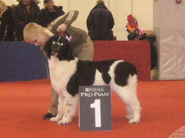 Фото: ньюфаундленд Mag Ispolin Infanta (Маг Исполин Инфанта)