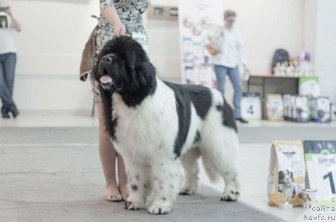 Фото: ньюфаундленд Oukaya Forever Le Grand Ami for-Akvian Song