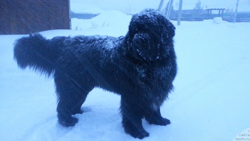 Фото: ньюфаундленд Kiper Soul Simba (Кипер Соул Симба)