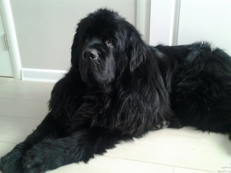 Фото: ньюфаундленд Kiper Soul Simba (Кипер Соул Симба)