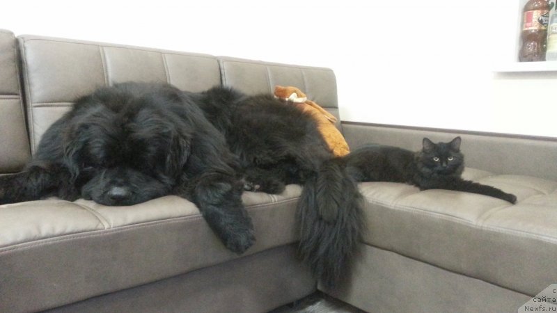 Фото: ньюфаундленд Kiper Soul Simba (Кипер Соул Симба)