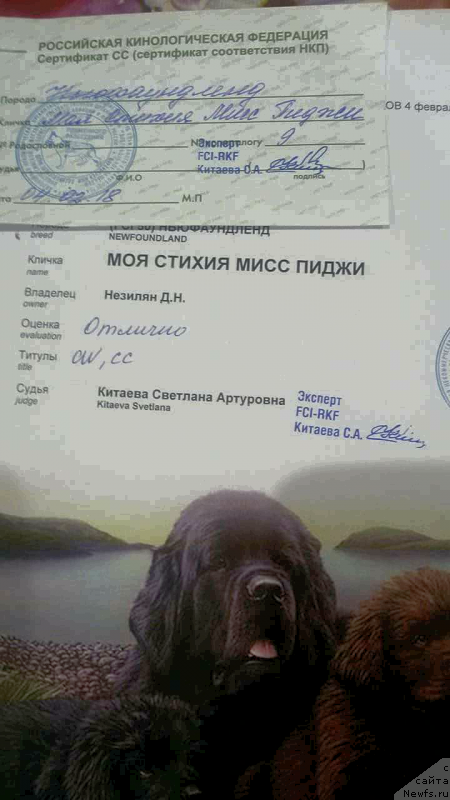 Фото: ньюфаундленд Moya Stihiya Miss Pidji (Моя Стихия Мисс Пиджи)