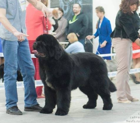 Фото: ньюфаундленд Darkflight Izumrud dlya Zamka Melvin (Даркфлайт Изумруд для Замка Мелвин), ньюфаундленд Darkflight Izumrud dlya Zamka Melvin (Даркфлайт Изумруд для Замка Мелвин)