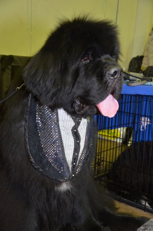 Фото: ньюфаундленд Black Clouds Criminal Minds at Stealbears