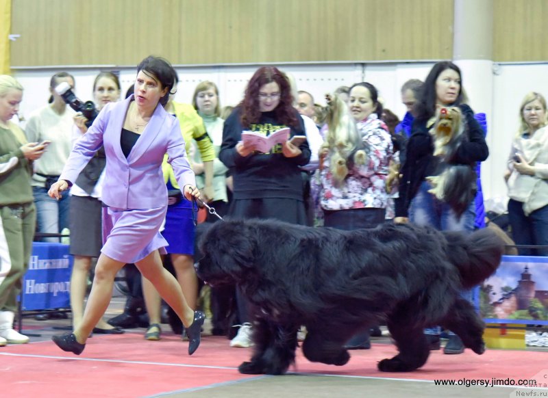 Фото: ньюфаундленд Black Clouds Criminal Minds at Stealbears