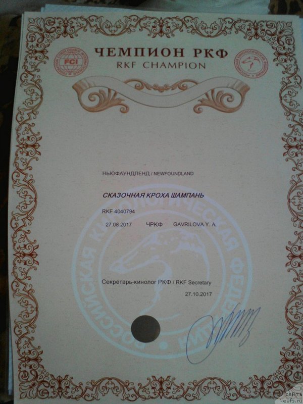 Фото: ньюфаундленд Skazochnaya Kroha SHampan' (Сказочная Кроха Шампань)