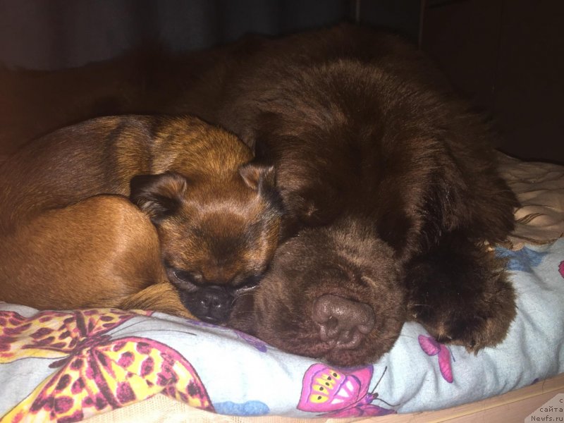 Фото: ньюфаундленд Naomi Tagoliri for Brouwnblood (Наоми Таголири фор Браунблад)