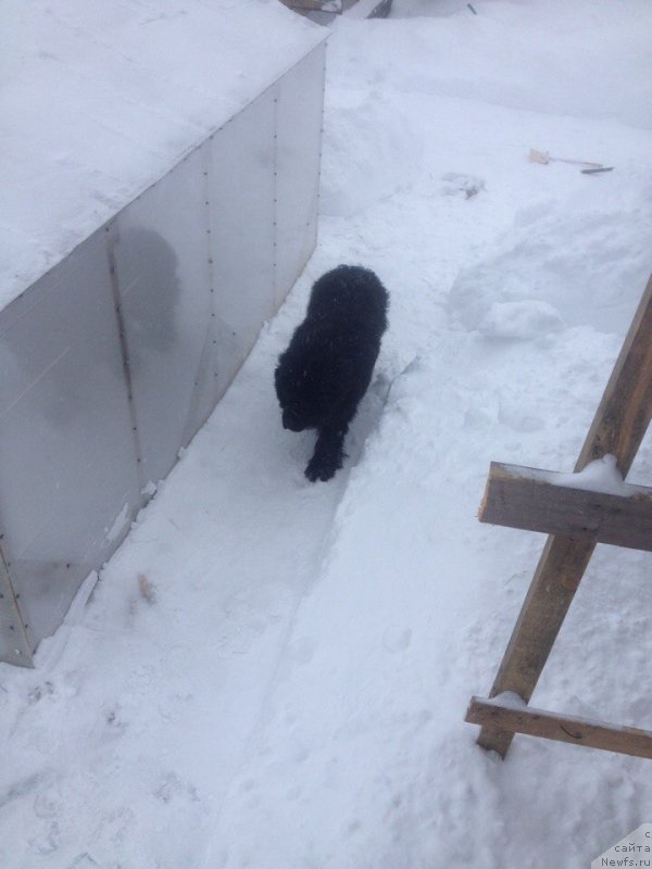 Фото: ньюфаундленд Terra Viktoriya Evan De Marko (Терра Виктория Еван Де Марко)