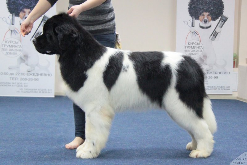 Фото: ньюфаундленд Akvian Song Teyyat Prior (Аквиан Сонг Тейят Приор)