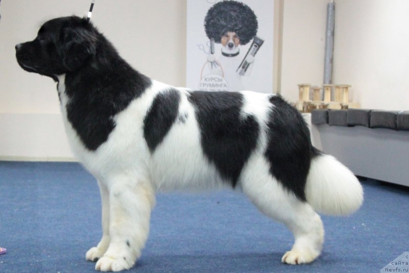 Фото: ньюфаундленд Akvian Song Teyyat Prior (Аквиан Сонг Тейят Приор)