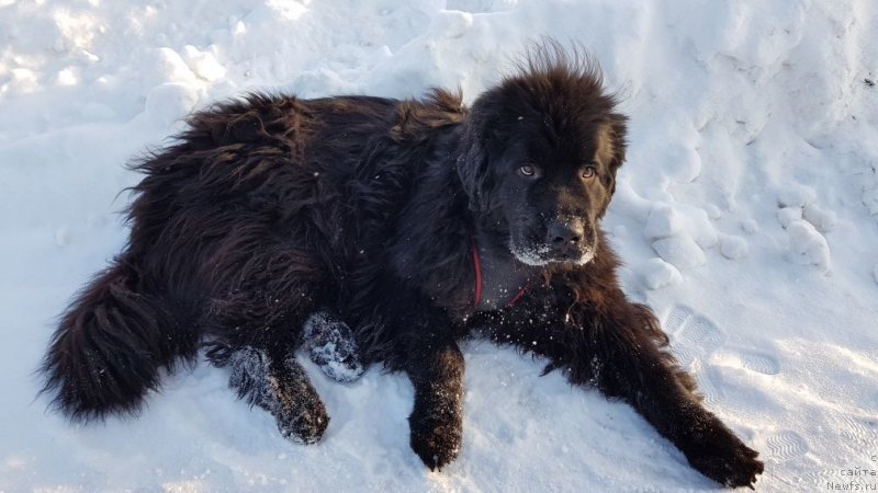Фото: ньюфаундленд Predannyiy Drug (Преданный Друг)