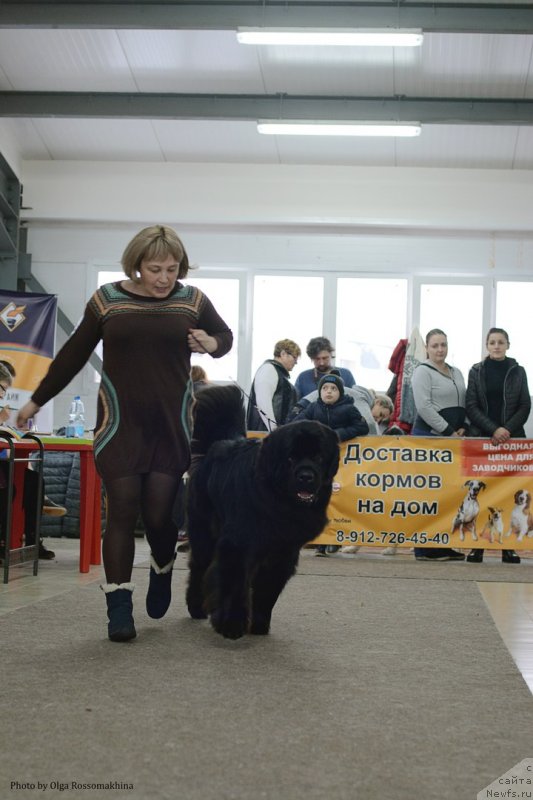 Фото: ньюфаундленд S'Nezhnaya Vjuga Van Gils Classik (С'Нежная Вьюга Ван Гилс Классик)