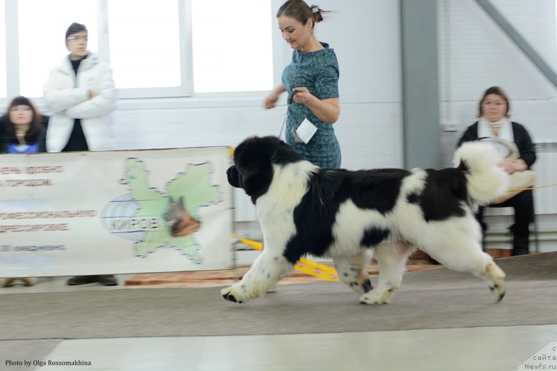 Фото: ньюфаундленд Oukaya Forever Le Grand Ami for-Akvian Song