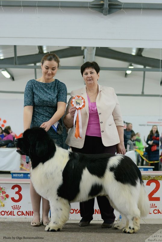 Фото: ньюфаундленд Oukaya Forever Le Grand Ami for-Akvian Song