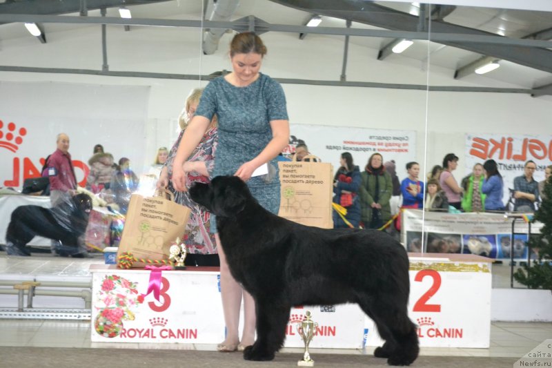 Фото: ньюфаундленд Akvian Song Tequila Gold (Аквиан Сонг Текила Голд)