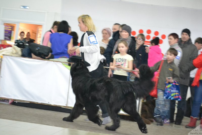 Фото: ньюфаундленд Eseniya Vyatskaya Krasavica (Есения Вятская Красавица)