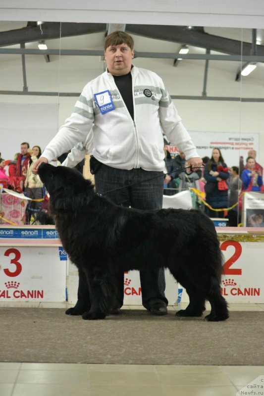 Фото: ньюфаундленд Moya Stihiya Miss Pidji (Моя Стихия Мисс Пиджи)