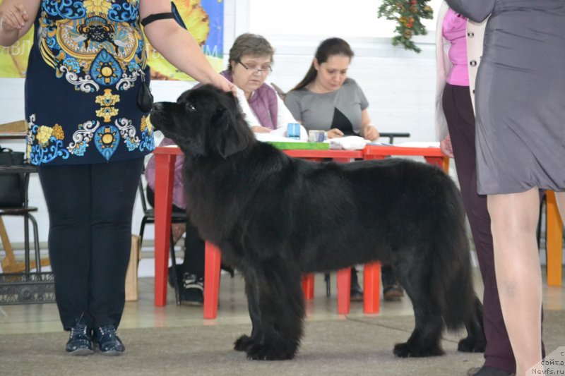 Фото: ньюфаундленд Nezhnaya Karamelka Fiona (Нежная Карамелька Фиона)