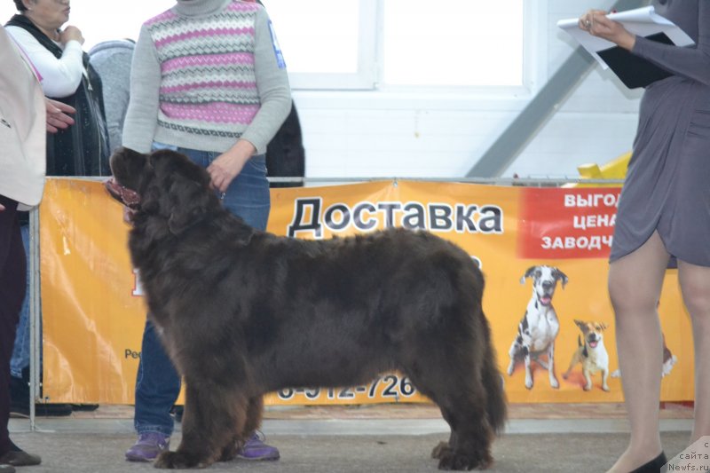 Фото: ньюфаундленд Glasha Medvedica (Глаша Медведица)