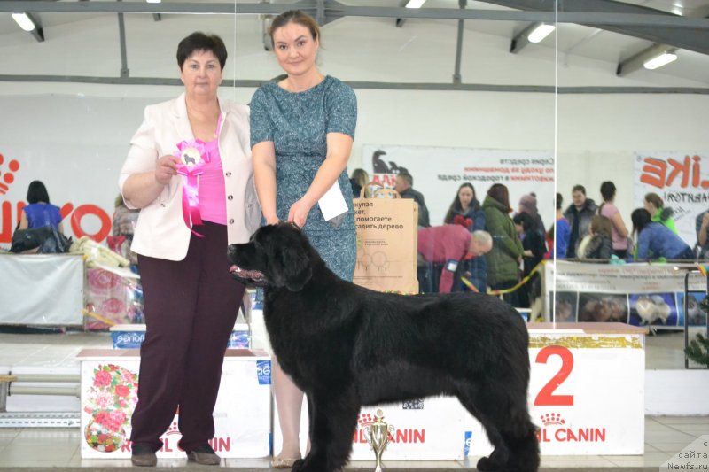 Фото: ньюфаундленд Akvian Song Tequila Gold (Аквиан Сонг Текила Голд)