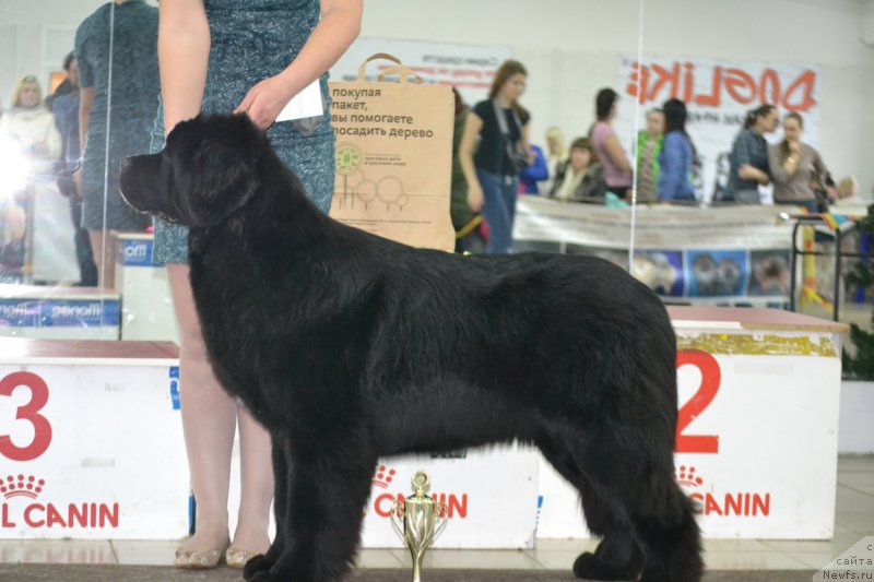 Фото: ньюфаундленд Akvian Song Tequila Gold (Аквиан Сонг Текила Голд)