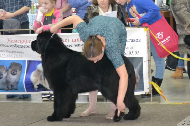 Фото: ньюфаундленд Akvian Song Tequila Gold (Аквиан Сонг Текила Голд)