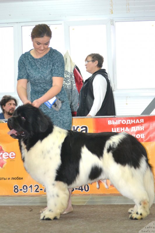 Фото: ньюфаундленд Oukaya Forever Le Grand Ami for-Akvian Song