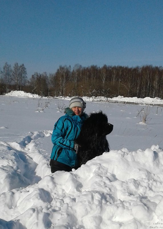 Фото: ньюфаундленд Beguschaya po Volnam Carica Savskaya (Бегущая по Волнам Царица Савская), Elena Istomina (Елена Истомина)