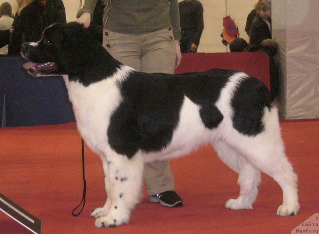 Фото: ньюфаундленд Mag Ispolin Infanta (Маг Исполин Инфанта)