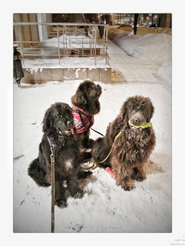 Фото: Марля, ньюфаундленд Melty Wave Marine Tifeya (Мелти Вейв Марин Тифея), ньюфаундленд Dyurbahler Klab Al'faretta Vin'etta (Дюрбахлер Клаб Альфаретта Виньетта)