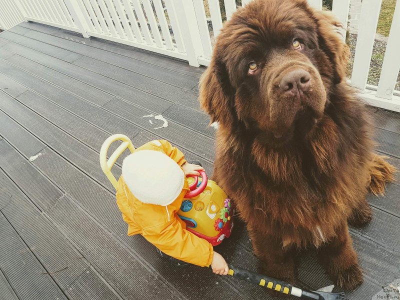 Фото: ньюфаундленд Brownblood MSK Another Love Tender Ebony (Браунблад МСК Аназер Лав Тендер Эбони)