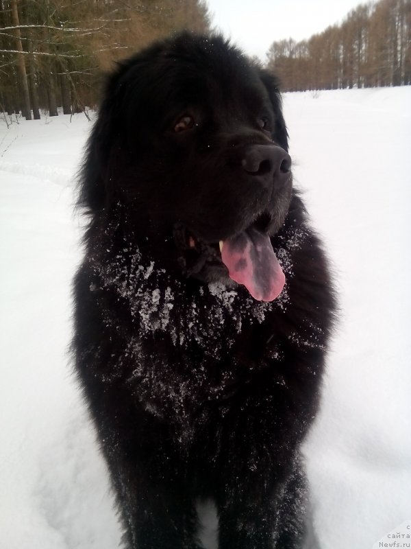 Фото: ньюфаундленд Kaiden Playful (Кайден Плейфул)