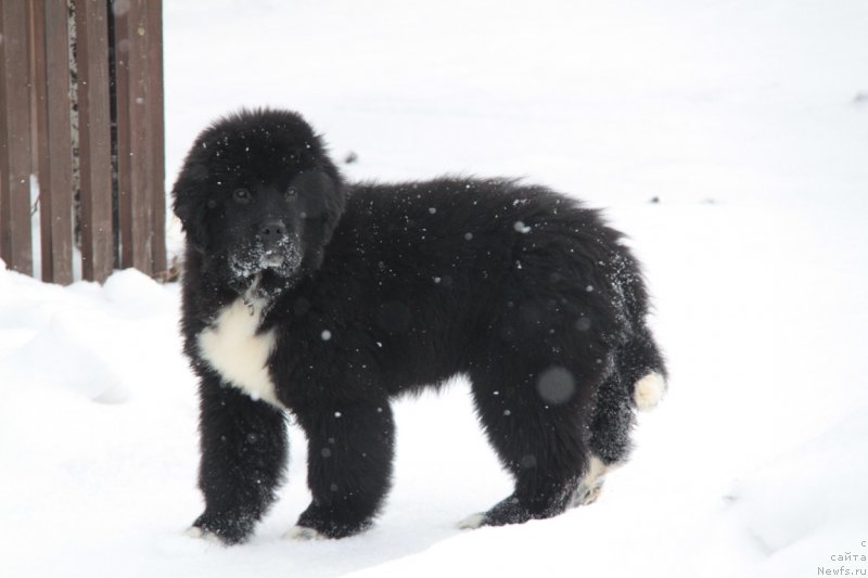 Фото: ньюфаундленд Akvian Song Fanagoriya (Аквиан Сонг Фанагория)