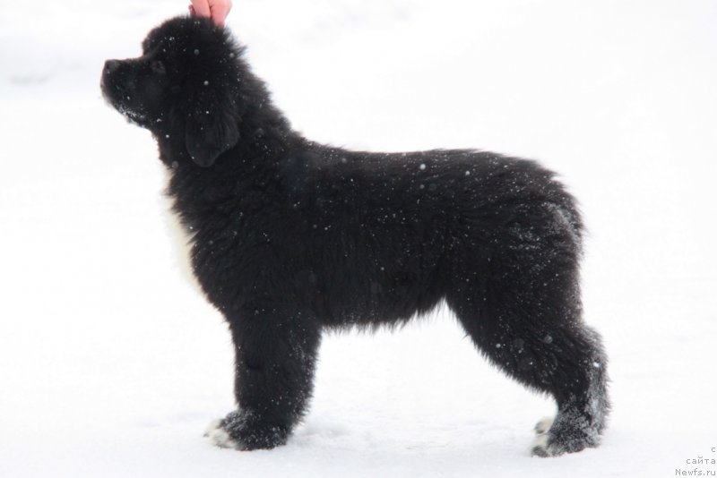 Фото: ньюфаундленд Akvian Song Fanagoriya (Аквиан Сонг Фанагория)