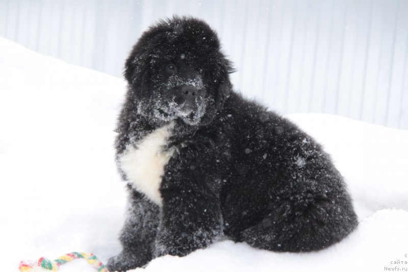Фото: ньюфаундленд Akvian Song Fanagoriya (Аквиан Сонг Фанагория)