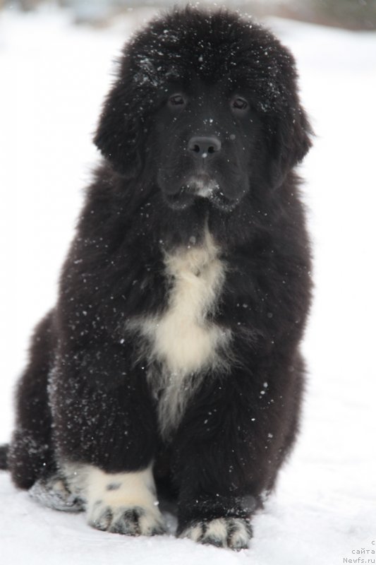 Фото: ньюфаундленд Akvian Song Flaffi Spirit (Аквиан Сонг Флаффи Спирит)